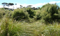 The view from the other side of the pines....