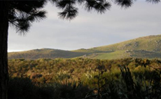 View from the pines, looking back towards road and Colac Bay Hill...(cool rock formations, area has many unique geological rocks)...