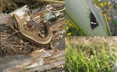 Some of the locals....(nothing poisonous, these are about real life size) Have also recently discovered an abundance of dragonflies, and also a few frogs (good sign of a healthy ecosystem).