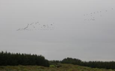 Canadian Geese fly over multiple times a day....There are also two resident Australasian Harrier Hawks who keep and eye on the place.
