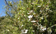 Some of the native species.... Manuka, native tea tree