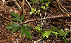 Seedling re growth on forest floor
