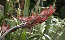 Wetland species such as flax...(in flower in summer, December/January)