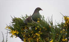 The enemy weed, broom....(ie. The work – nice that the birds try and help by eating it)