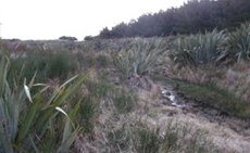 View towards neighbour on the east (creek runs around crib and down the roadside).