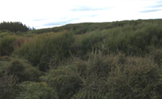 View over native treetops at east of section...